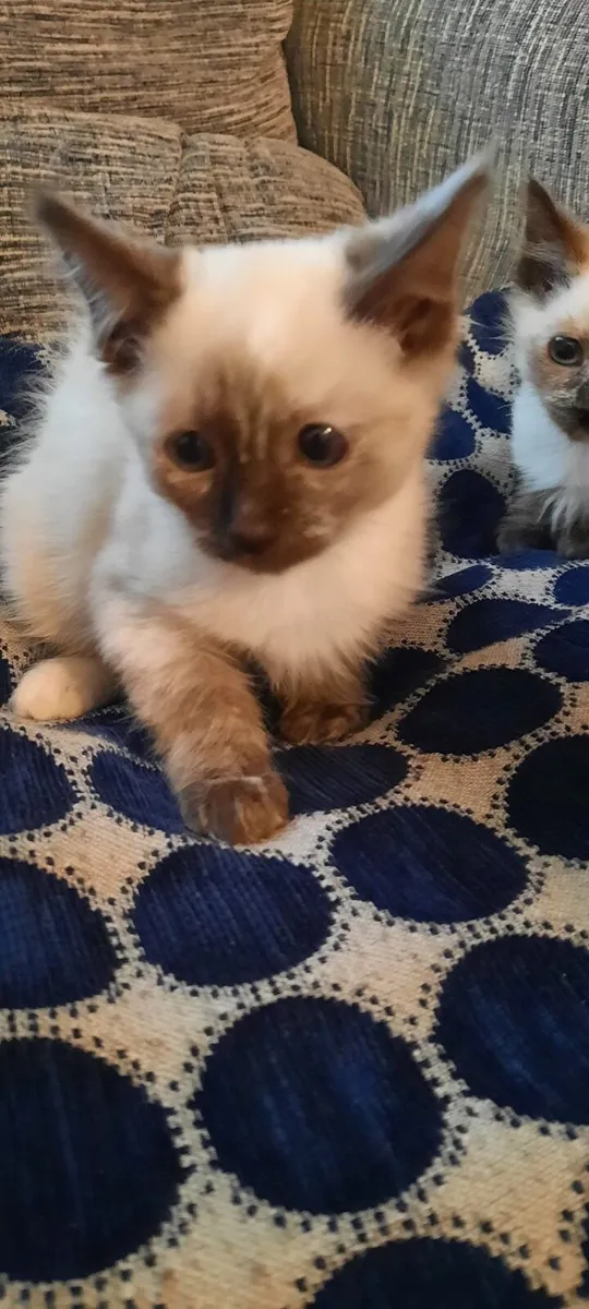 Ragdoll kittens - Image 2