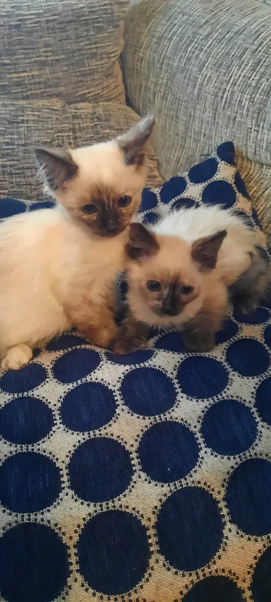Ragdoll kittens - Image 3