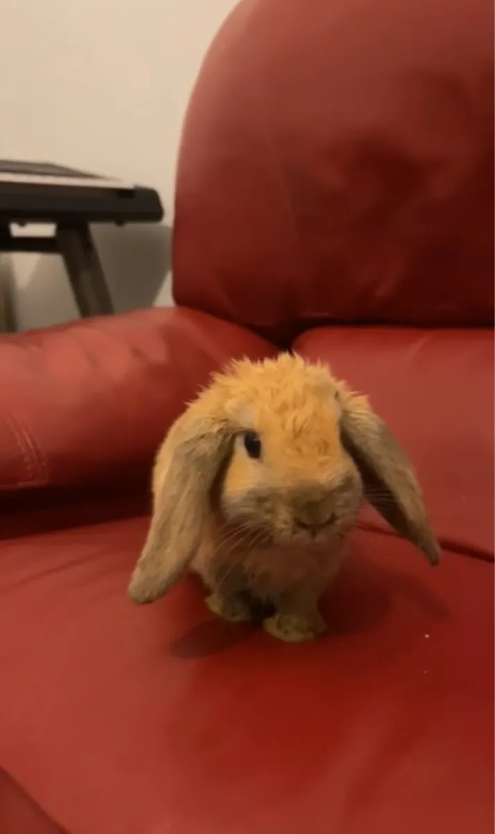 Rabbits mini Holland lop and guinea pigs - Image 1