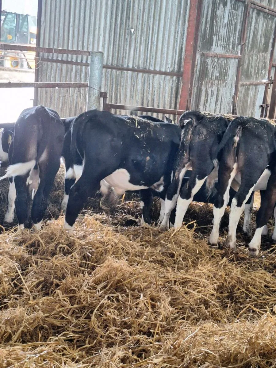 Herefords calves - Image 2