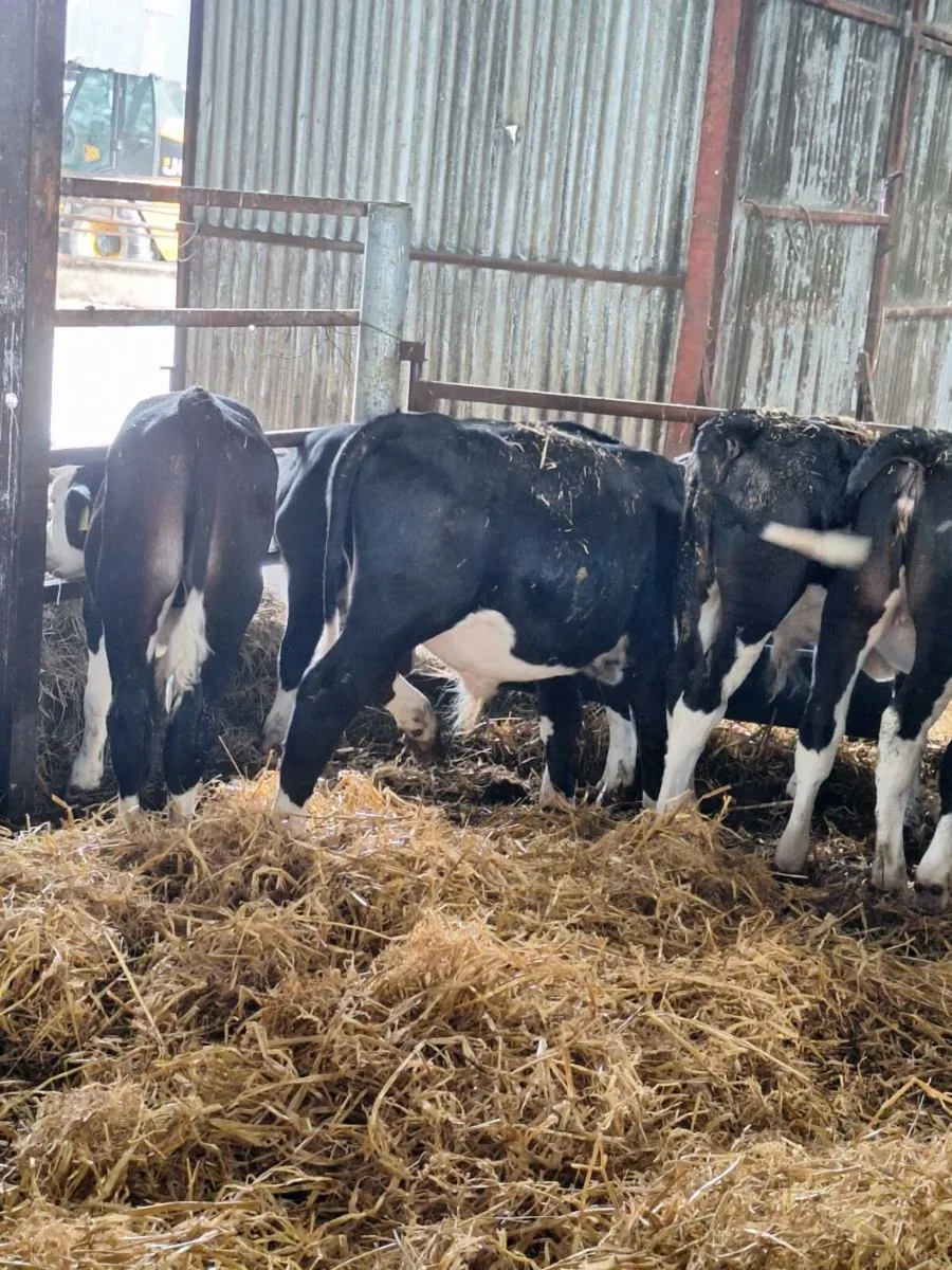 Herefords calves - Image 3