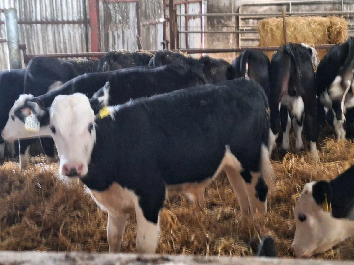 Herefords calves - Image 1