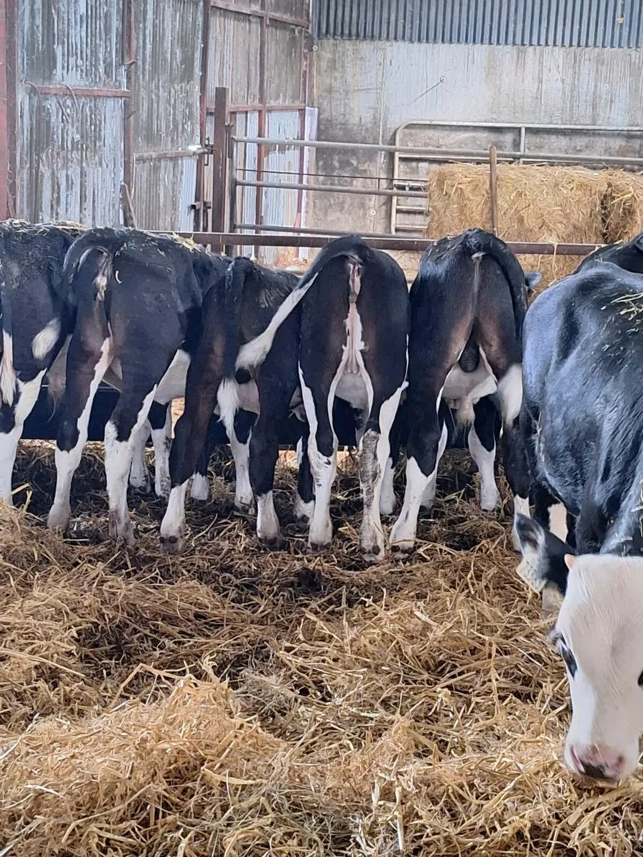 Herefords calves - Image 4