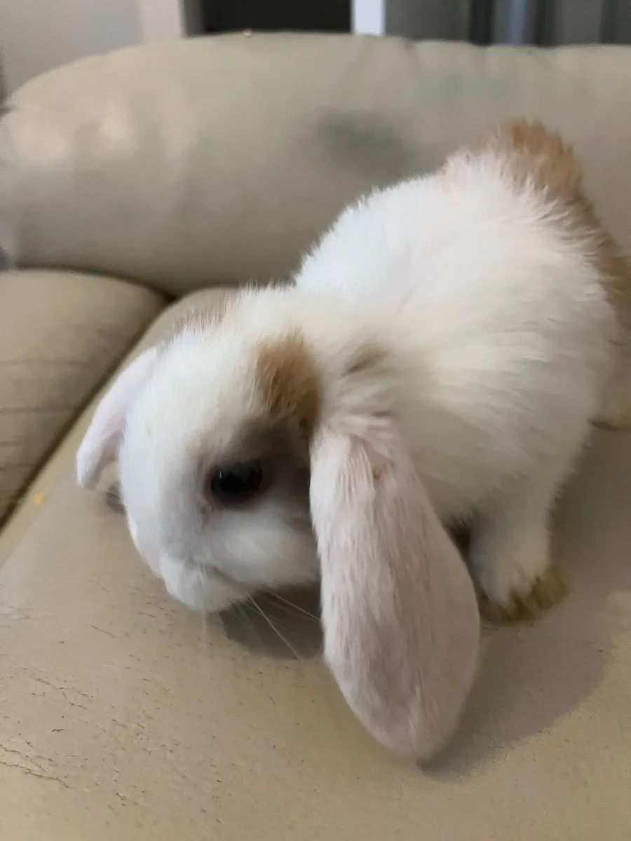 Rabbits mini Holland lop - Image 2