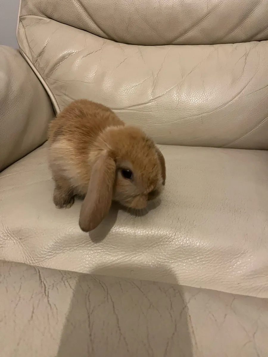 Rabbits mini Holland lop - Image 3