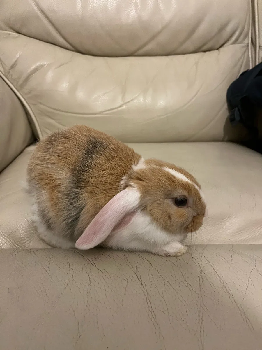 Rabbits mini Holland lop - Image 4