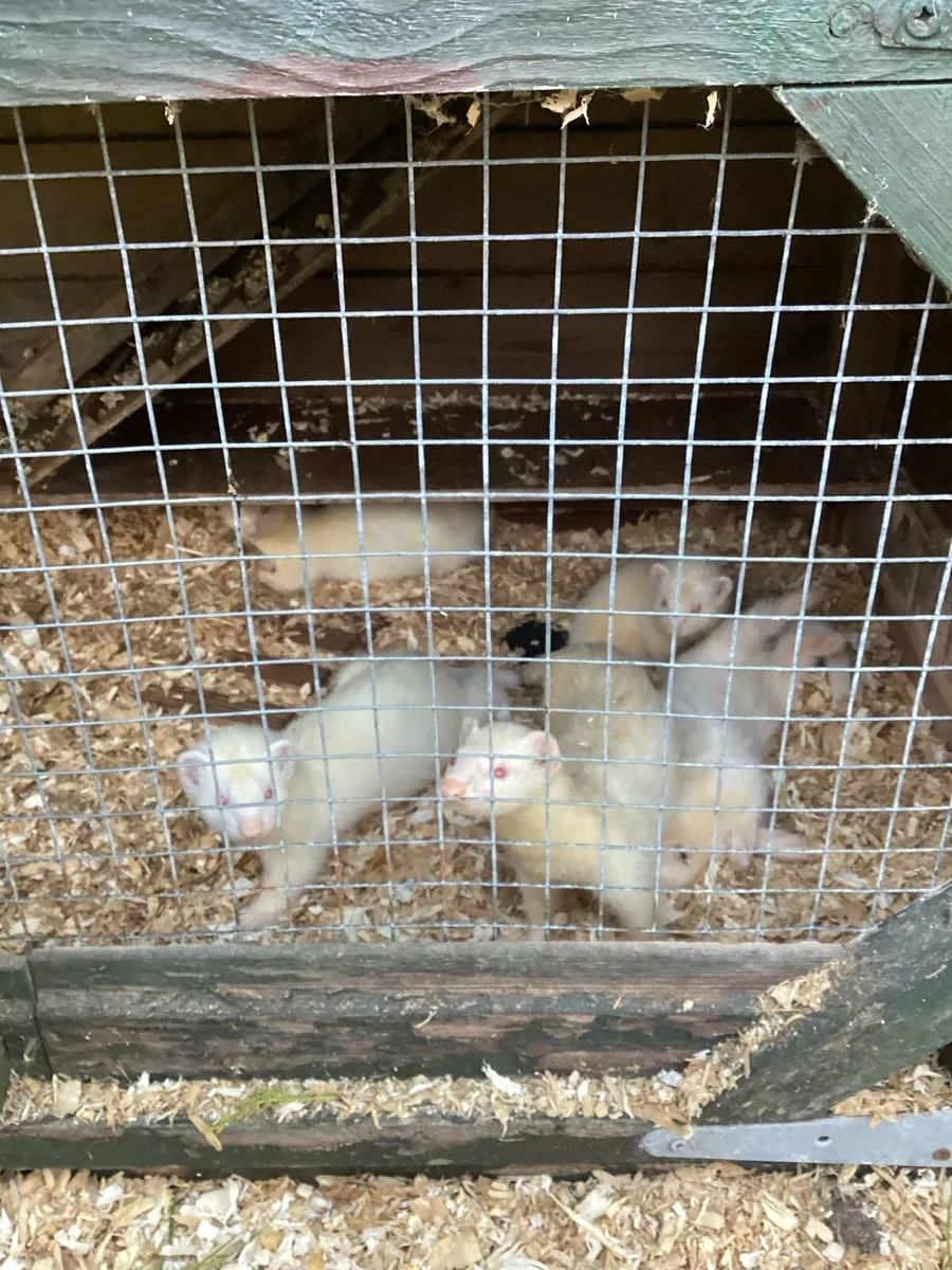 Ferrets - Image 1