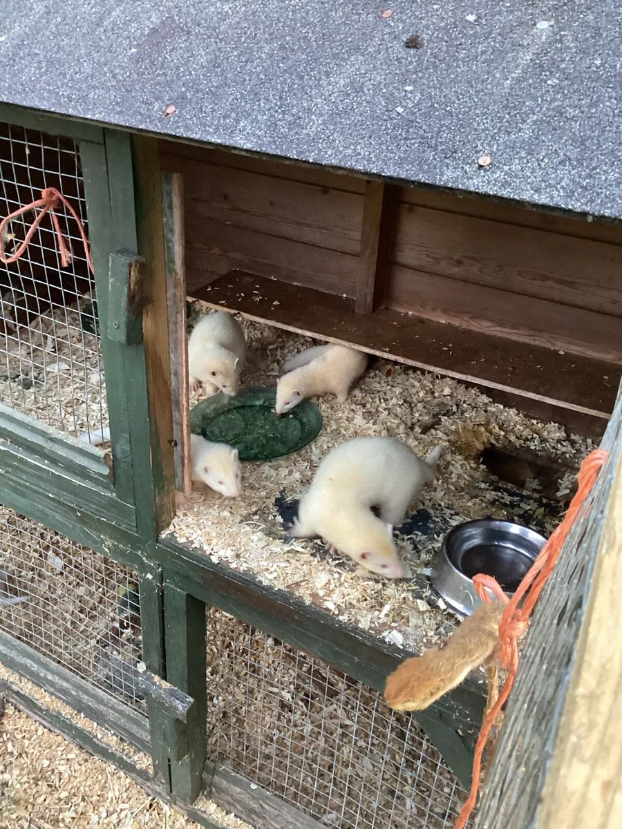 Ferrets - Image 2