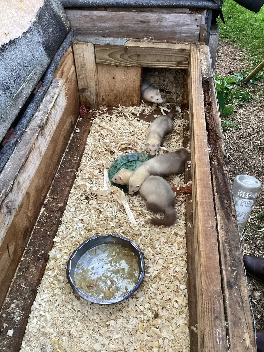Ferrets - Image 3