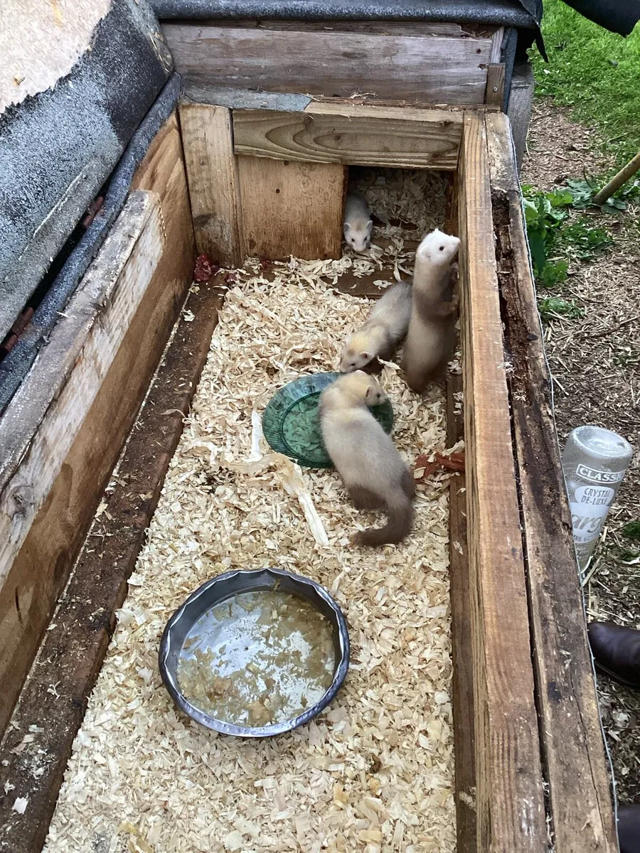 Ferrets - Image 4