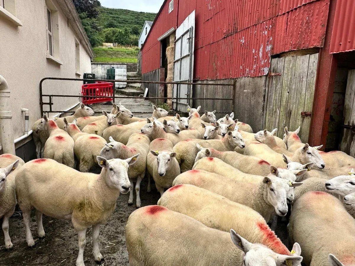 cheviot hoggett ewes - Image 1