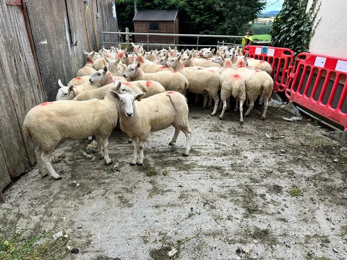 cheviot hoggett ewes - Image 3