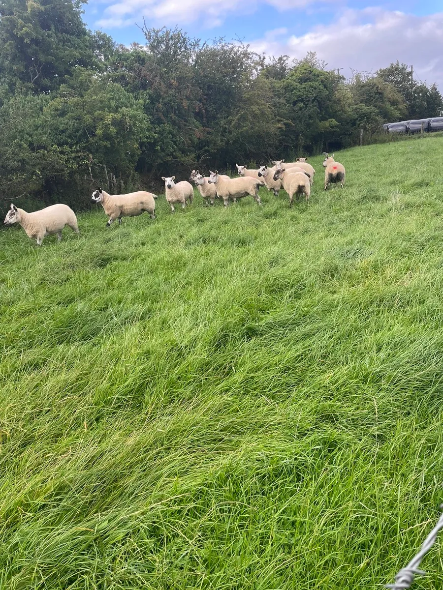 Ewe hoggets - Image 1