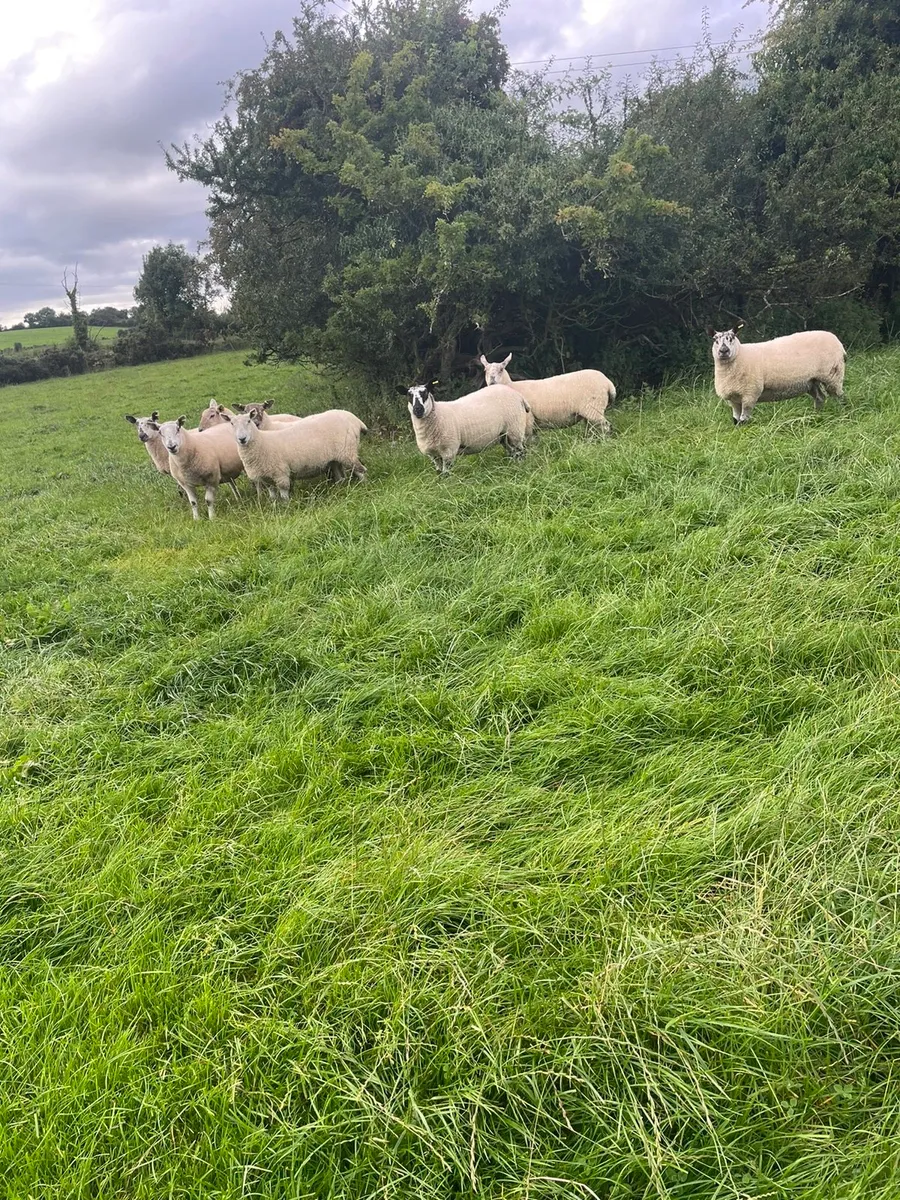 Ewe hoggets - Image 4
