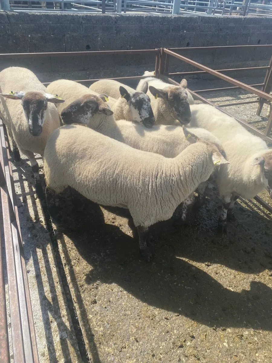 Ewe Hogget’s – Growing Tomorrow’s Flocks, Today! - Image 2
