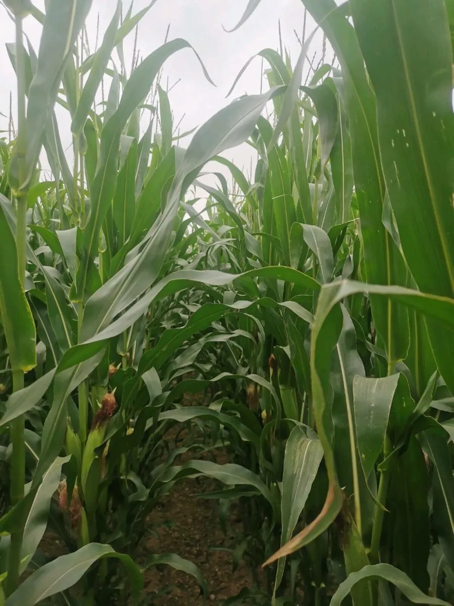 Maize bales, Wheaten straw, Enermax beet - Image 1