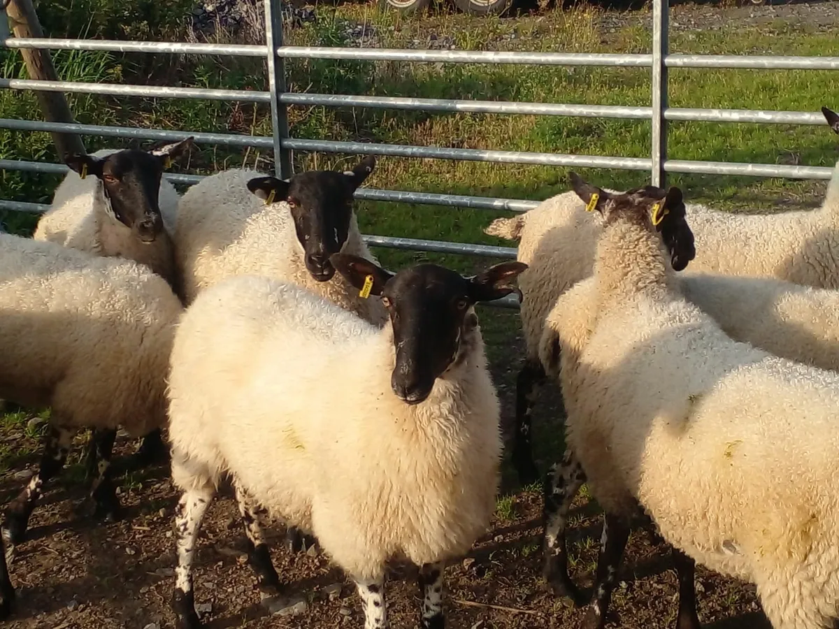 12 Texel cross & 9 Mayo mule Hoggets - Image 2