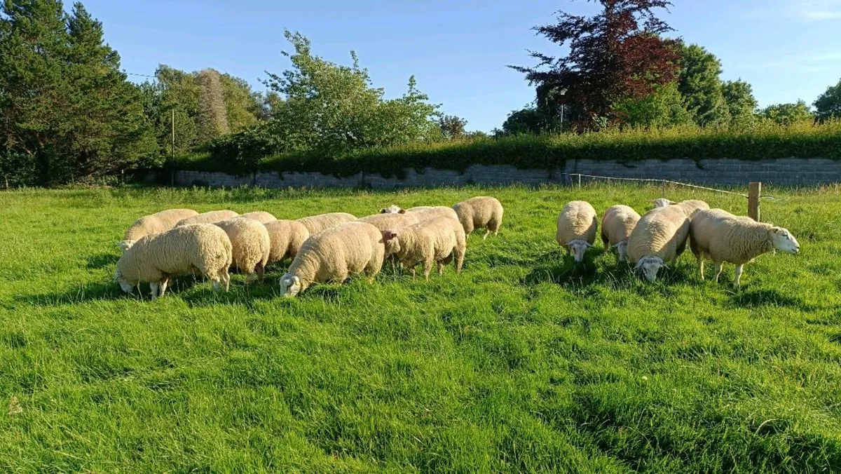 Pedigree Belclare Ram & Hogget - Image 4