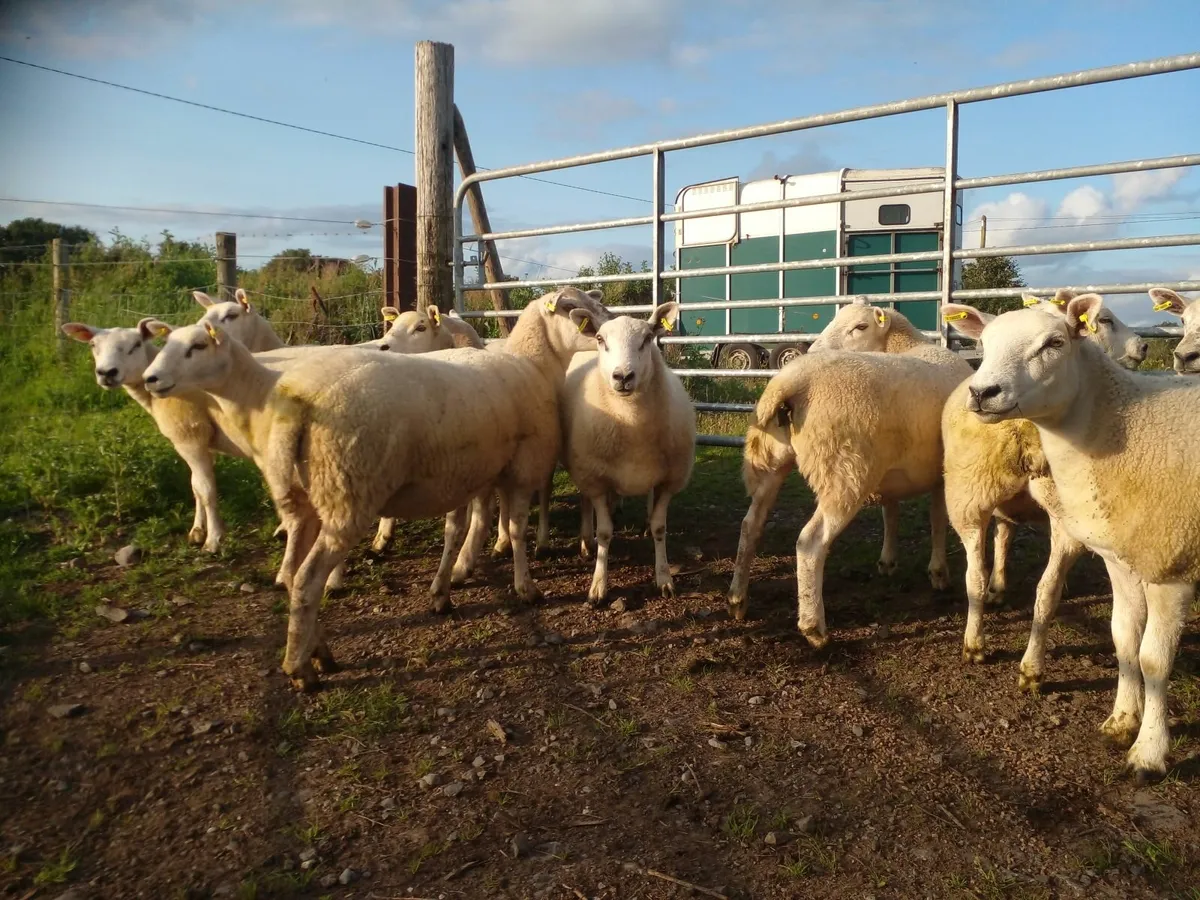 12 Texel cross & 9 Mayo mule Hoggets - Image 3