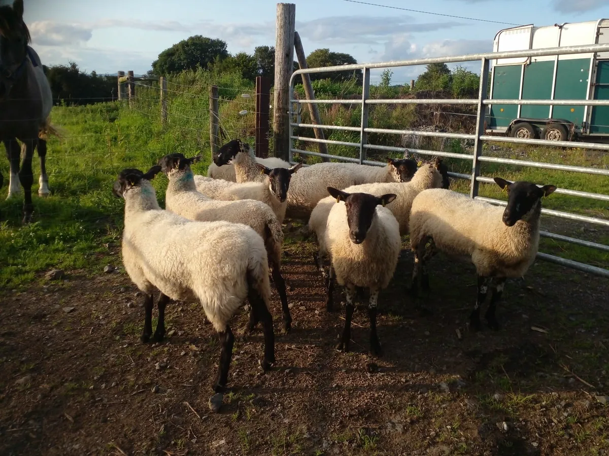 12 Texel cross & 9 Mayo mule Hoggets - Image 4