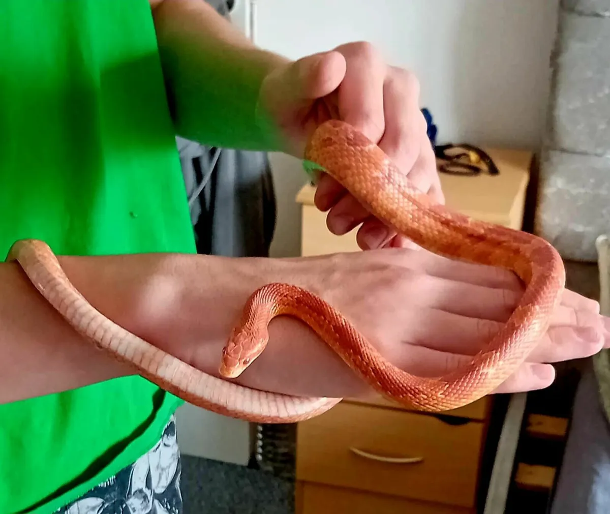 Corn Snake - Image 1