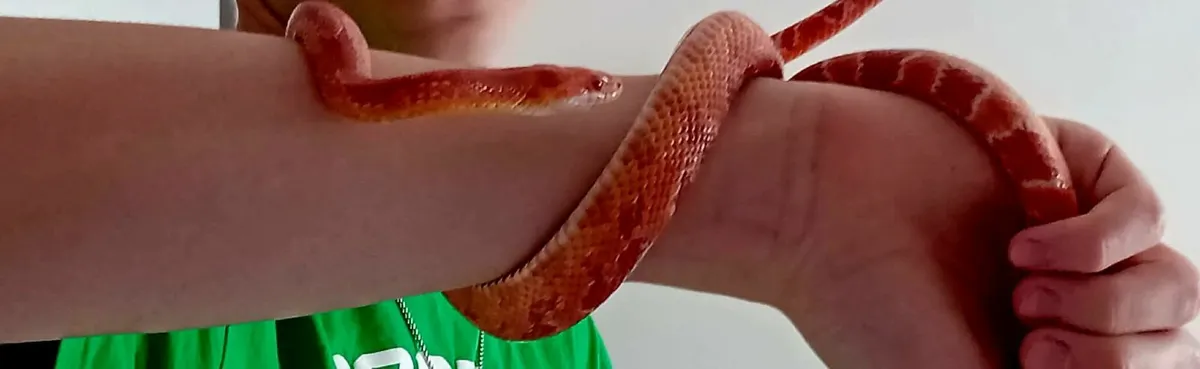 Corn Snake - Image 2