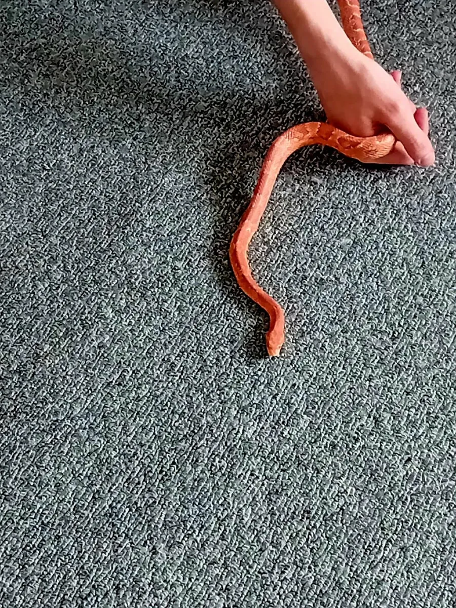 Corn Snake - Image 3