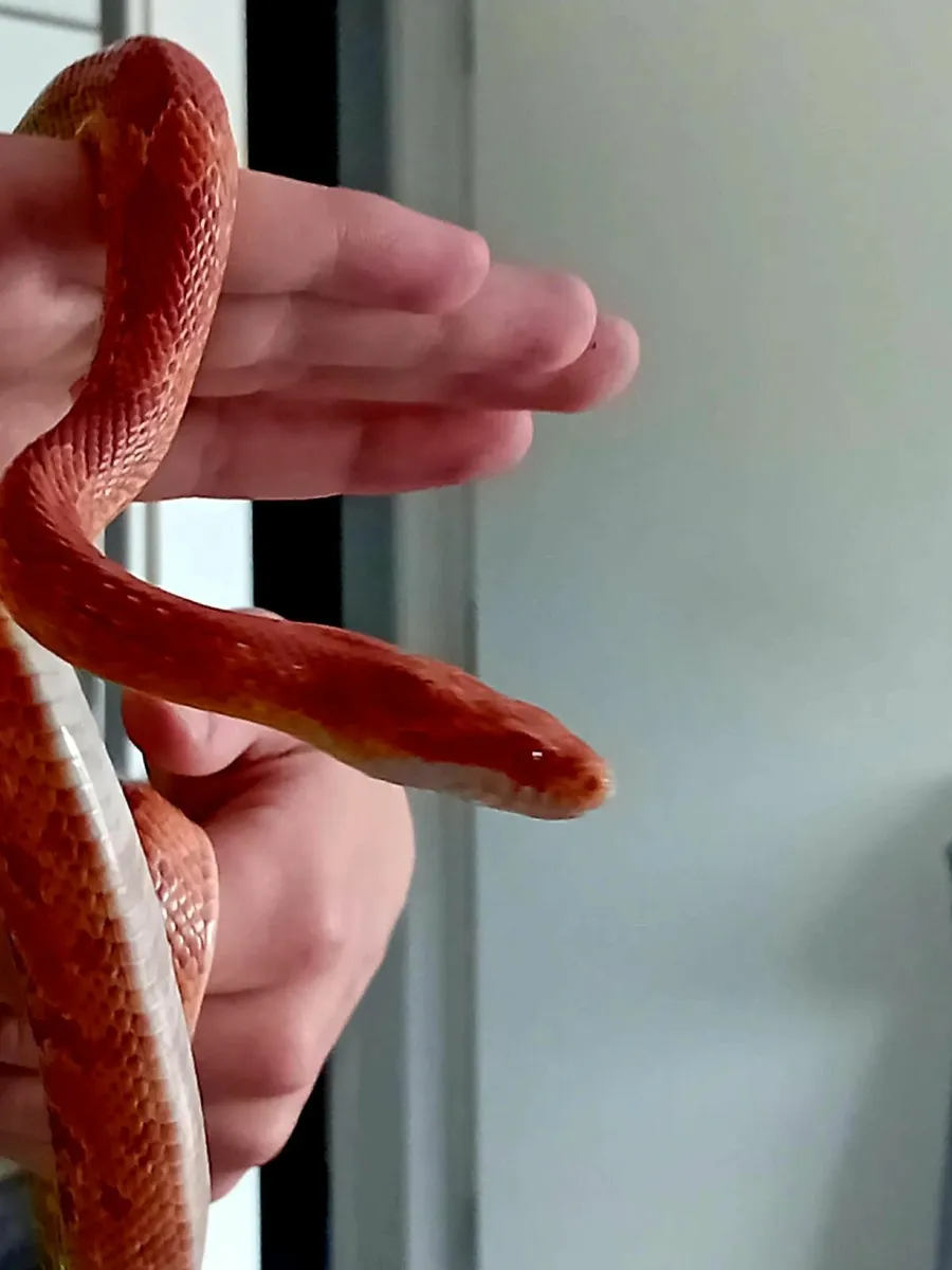 Corn Snake - Image 4
