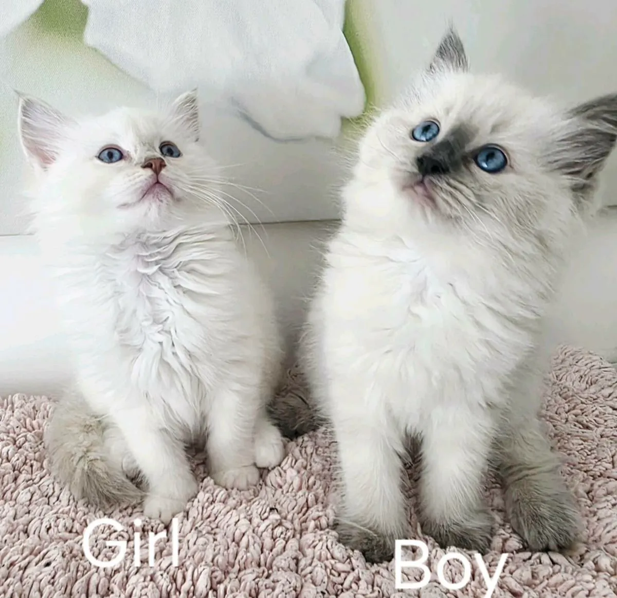 RAGDOLL KITTENS - Image 1