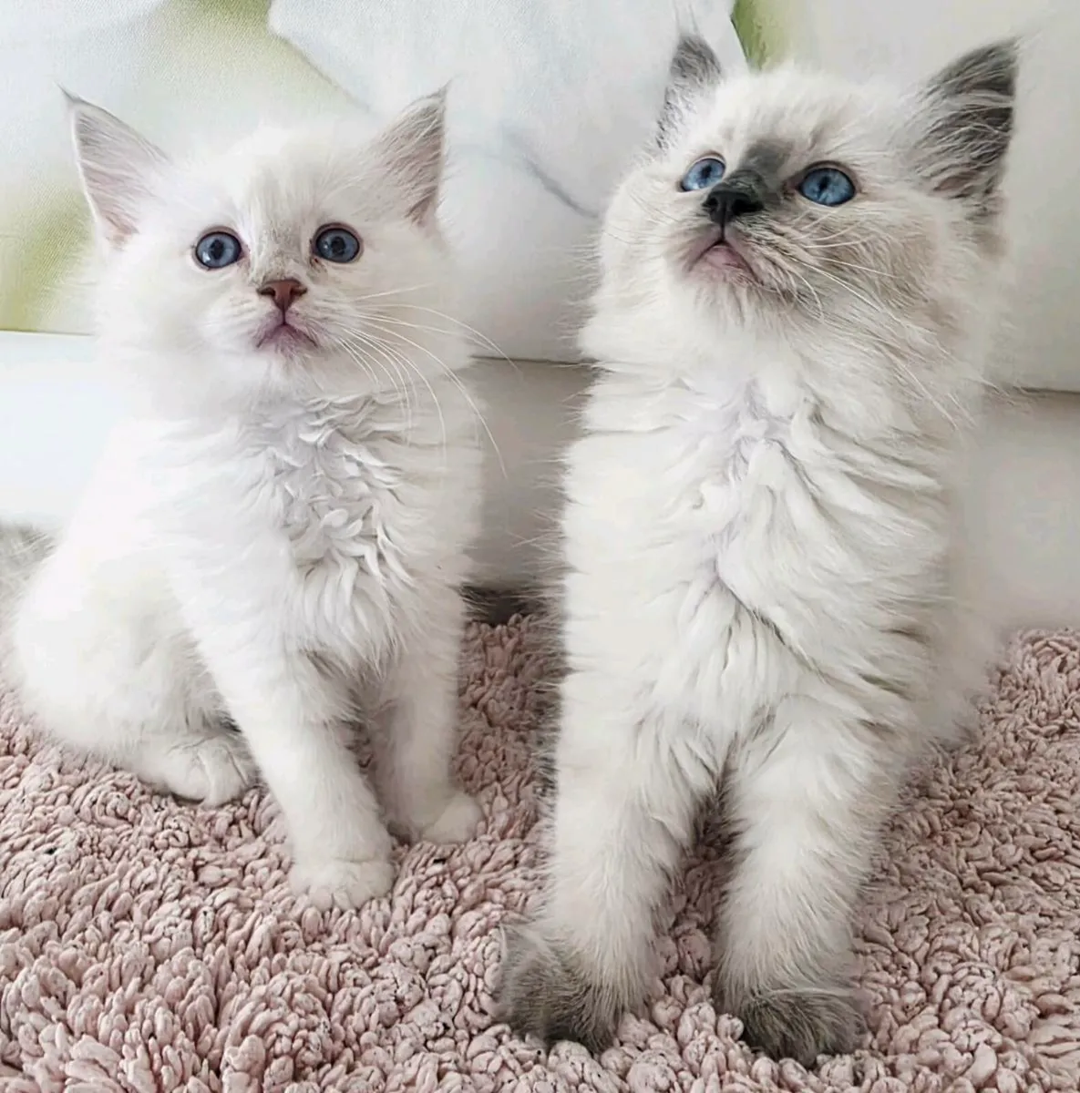 RAGDOLL KITTENS - Image 2