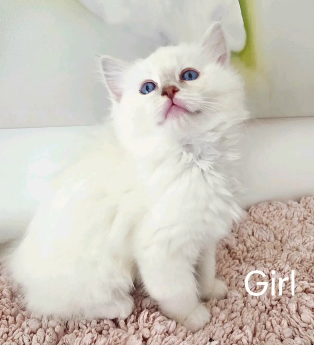RAGDOLL KITTENS - Image 3