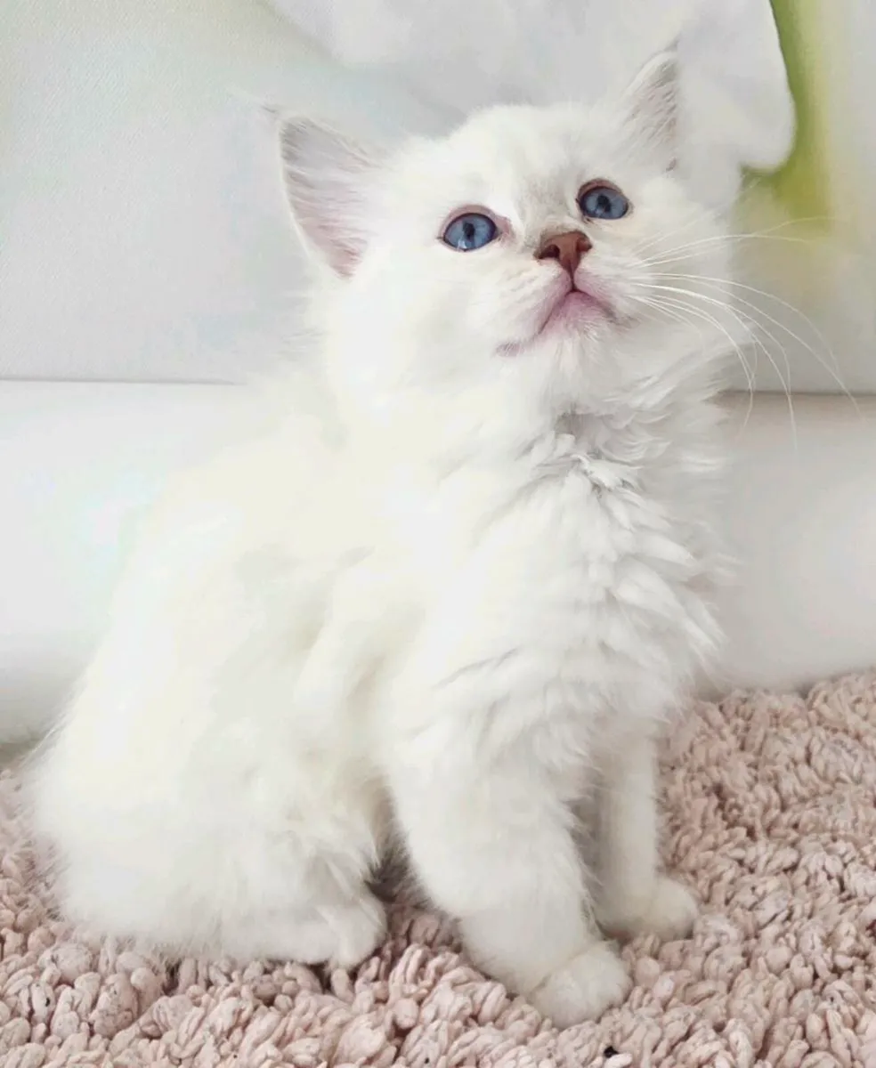 RAGDOLL KITTENS - Image 4