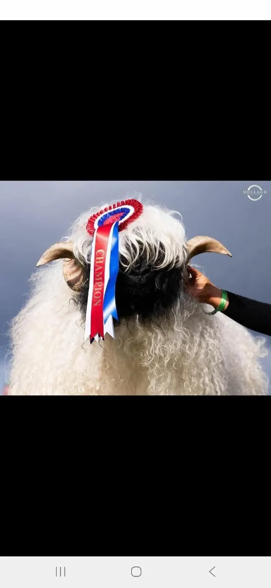 Valais blacknose ram - Image 2
