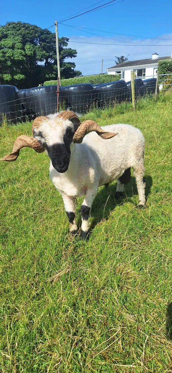 Valais blacknose ram - Image 4