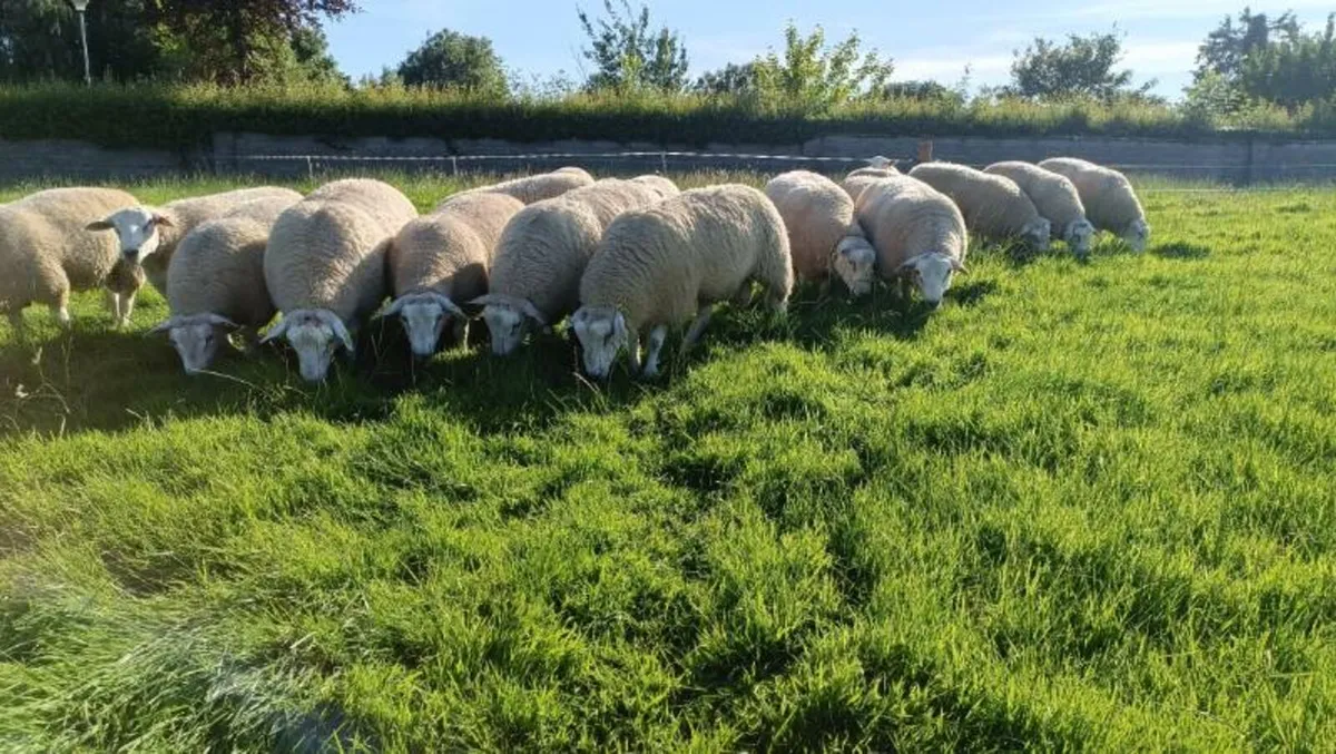 Pedigree Belclare Ram & Hogget - Image 1