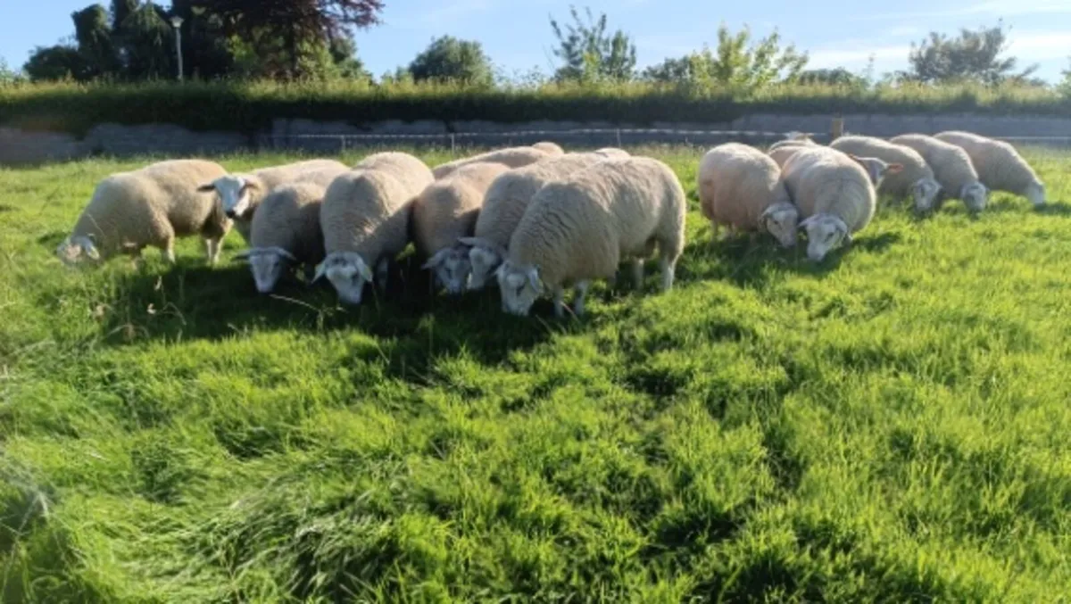 Pedigree Belclare Ram & Hogget - Image 2