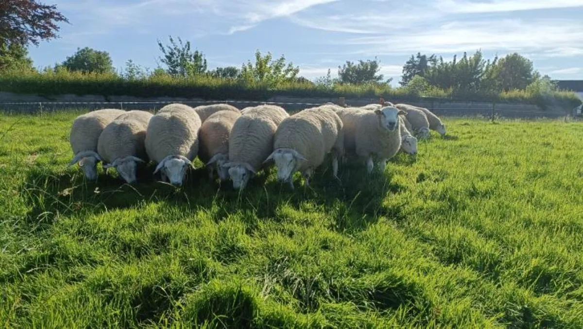 Pedigree Belclare Ram & Hogget - Image 3