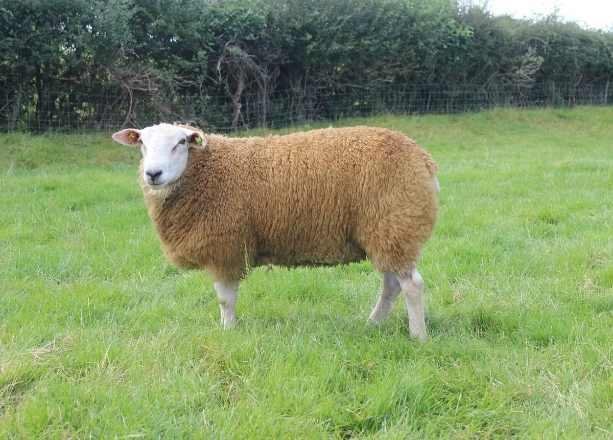 Pedigree Belclare Ram & Hogget - Image 4