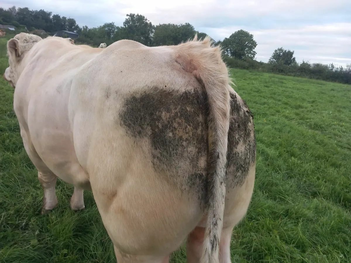 Pure bred CH Bull - Image 1
