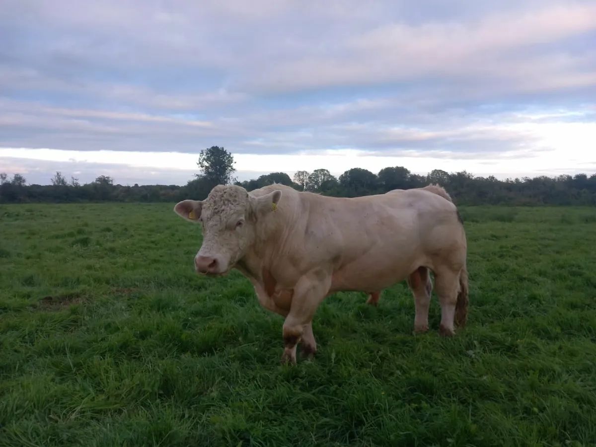 Pure bred CH Bull - Image 3