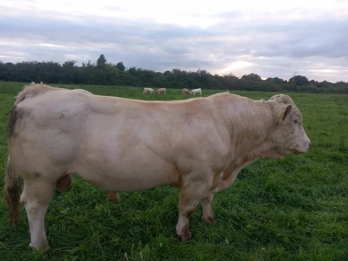 Pure bred CH Bull - Image 4