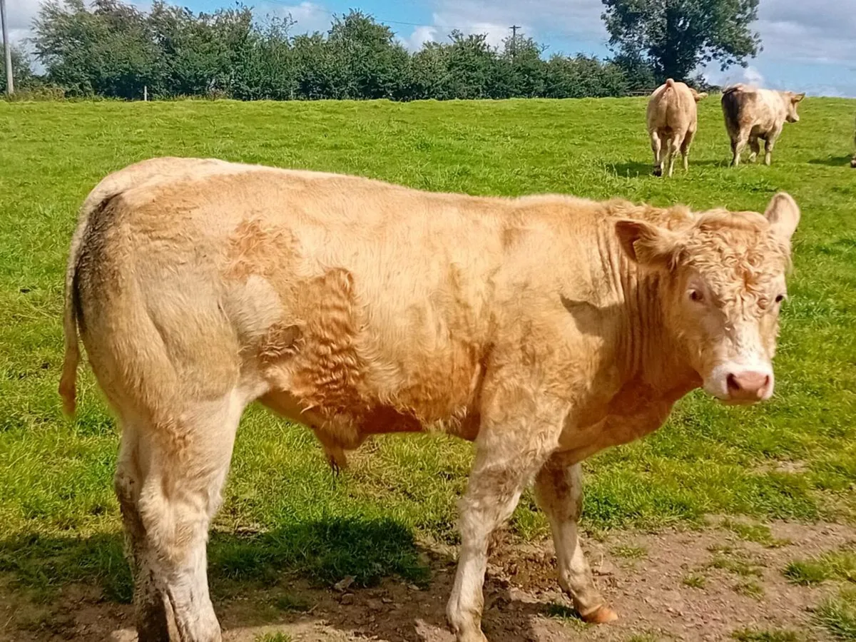 8 Smashing Charlaois store Bullocks - Image 1