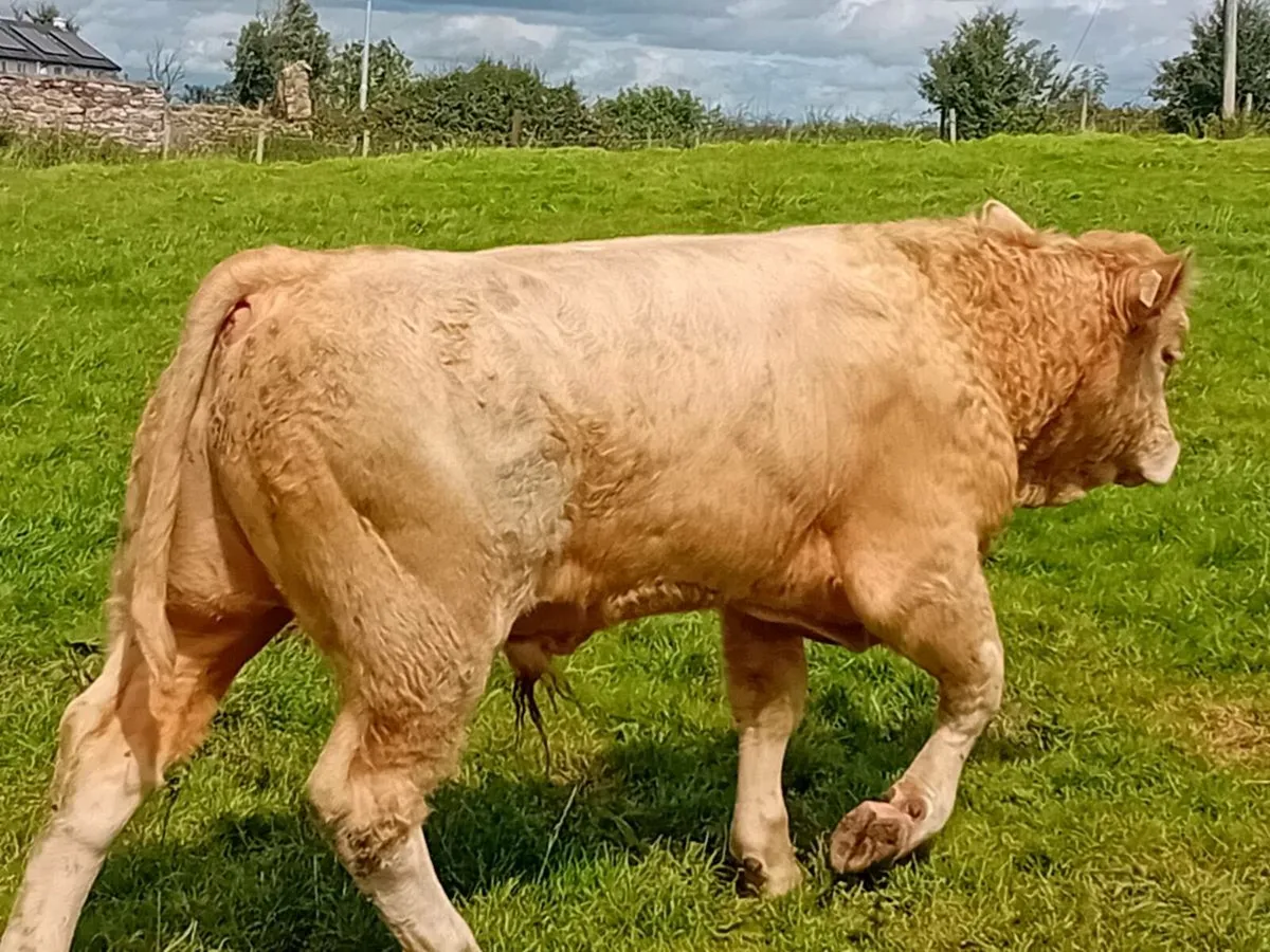 8 Smashing Charlaois store Bullocks - Image 2