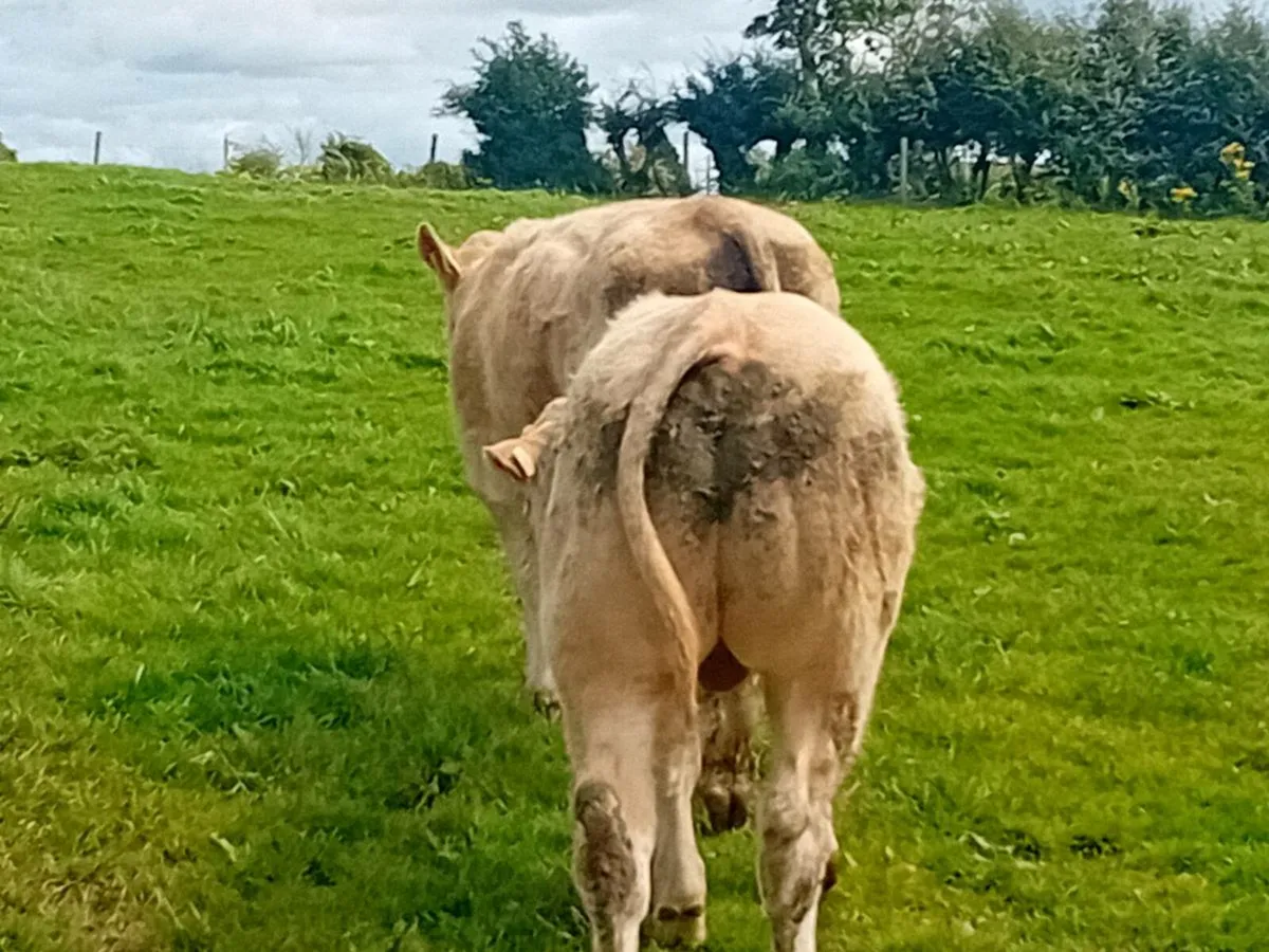 8 Smashing Charlaois store Bullocks - Image 3