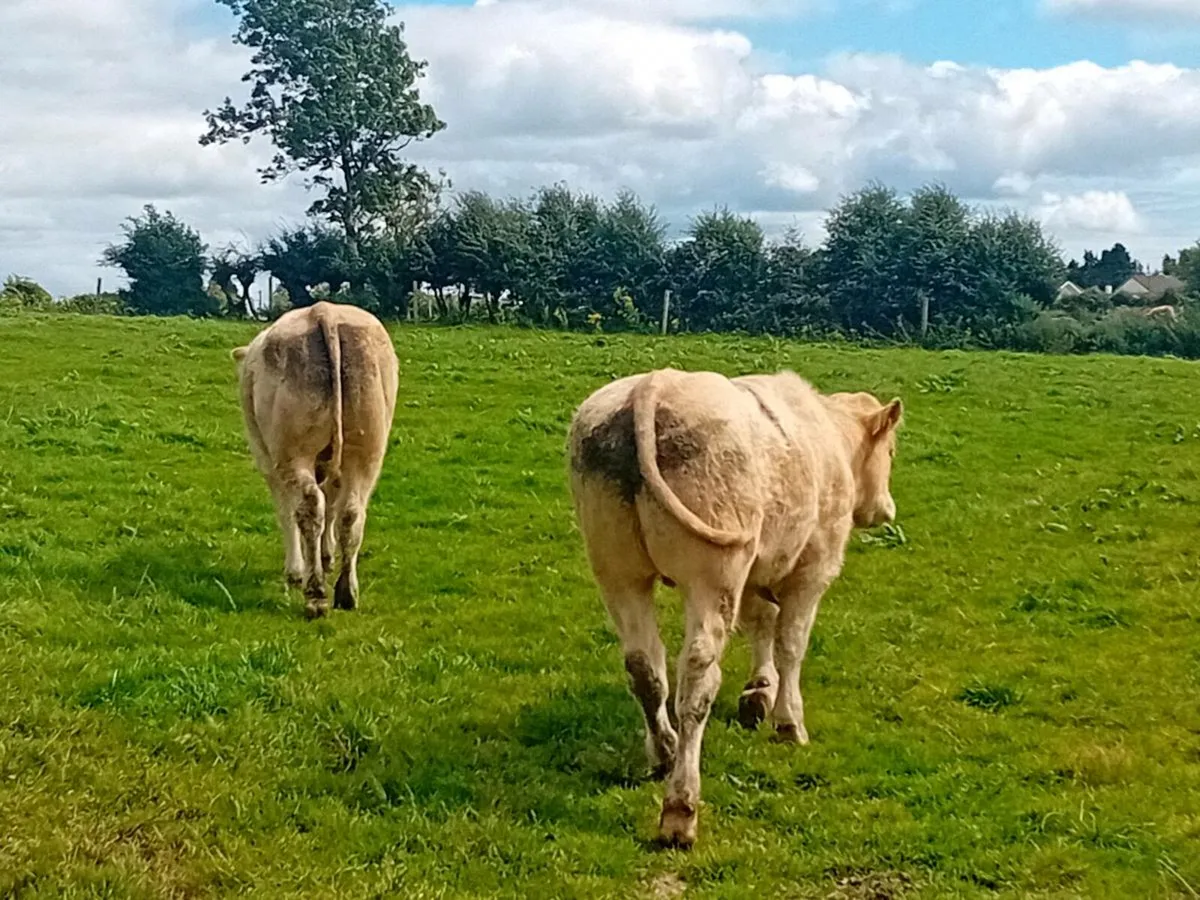 8 Smashing Charlaois store Bullocks - Image 4