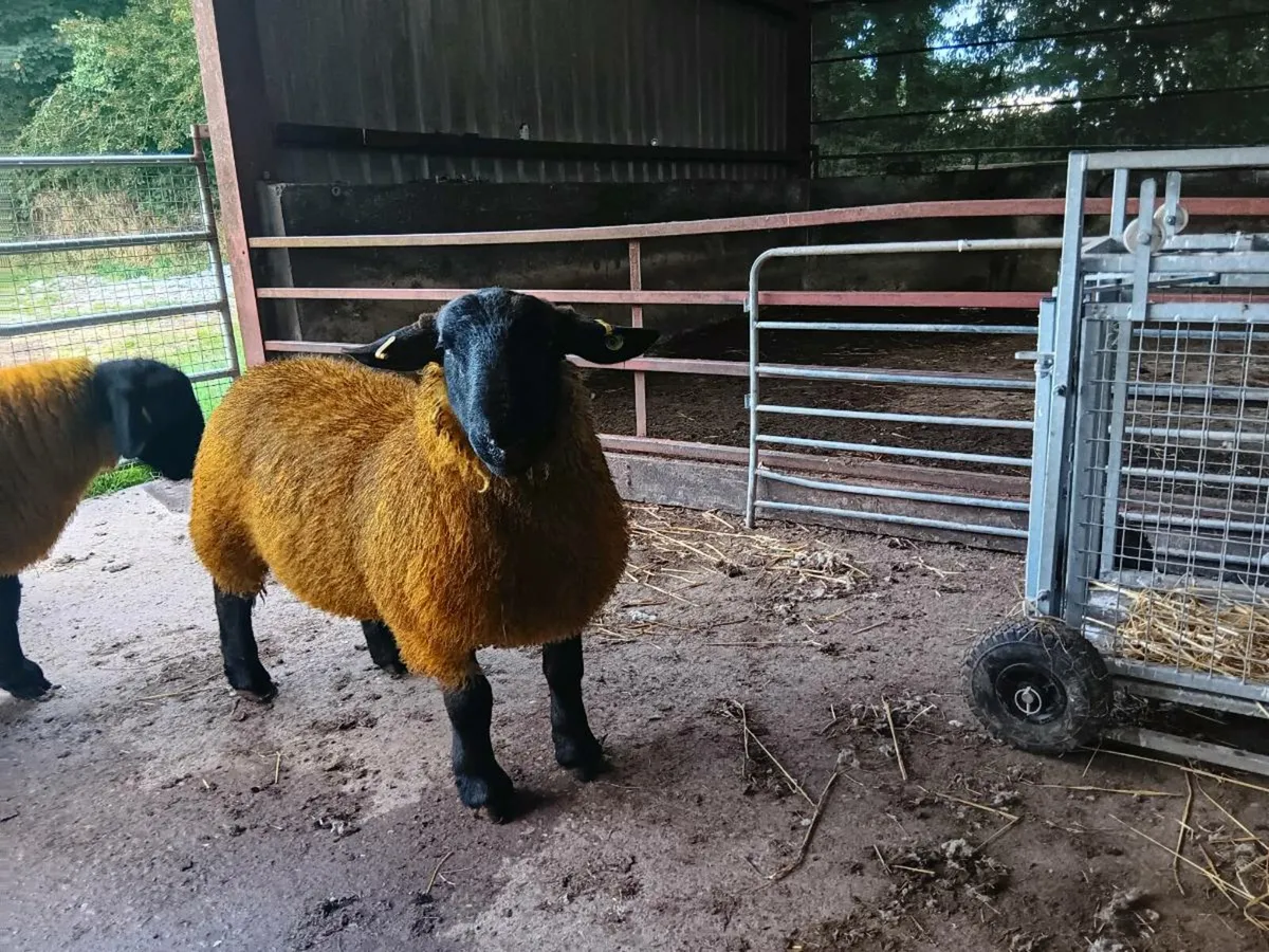 PBR SIS Suffolk Ram lambs for ennis mart 9th - Image 1