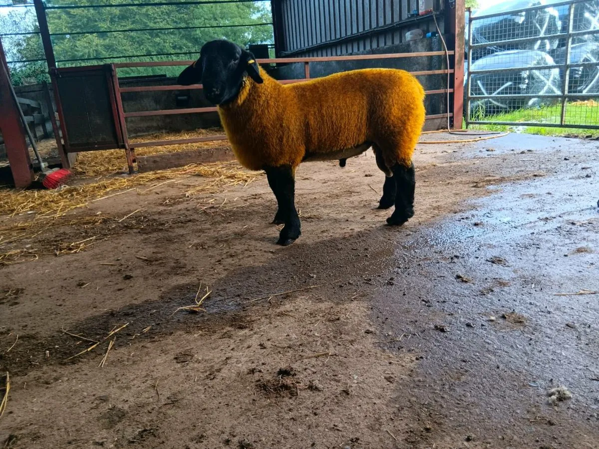 PBR SIS Suffolk Ram lambs for ennis mart 9th - Image 2