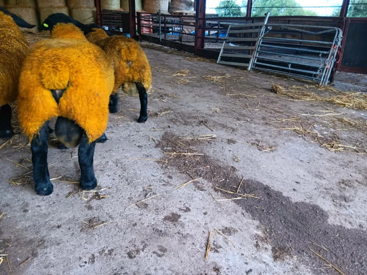 PBR SIS Suffolk Ram lambs for ennis mart 9th - Image 3