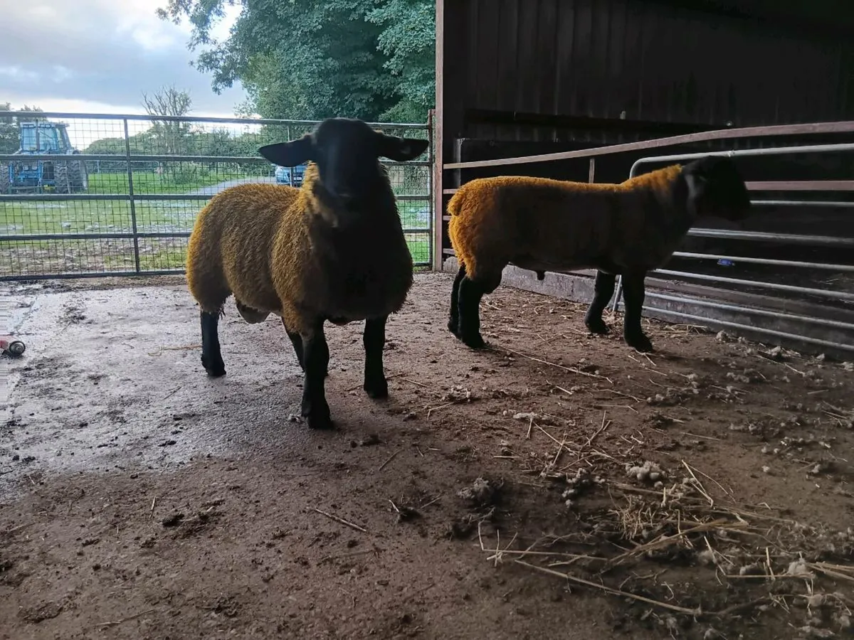 PBR SIS Suffolk Ram lambs for ennis mart 9th - Image 4
