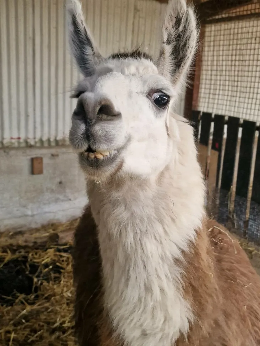 Lama - Image 1